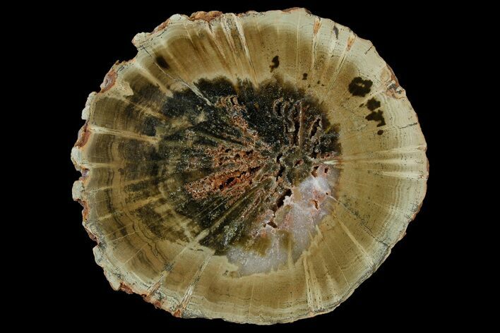 Triassic Petrified Wood (Woodworthia) Round - Zimbabwe #180224